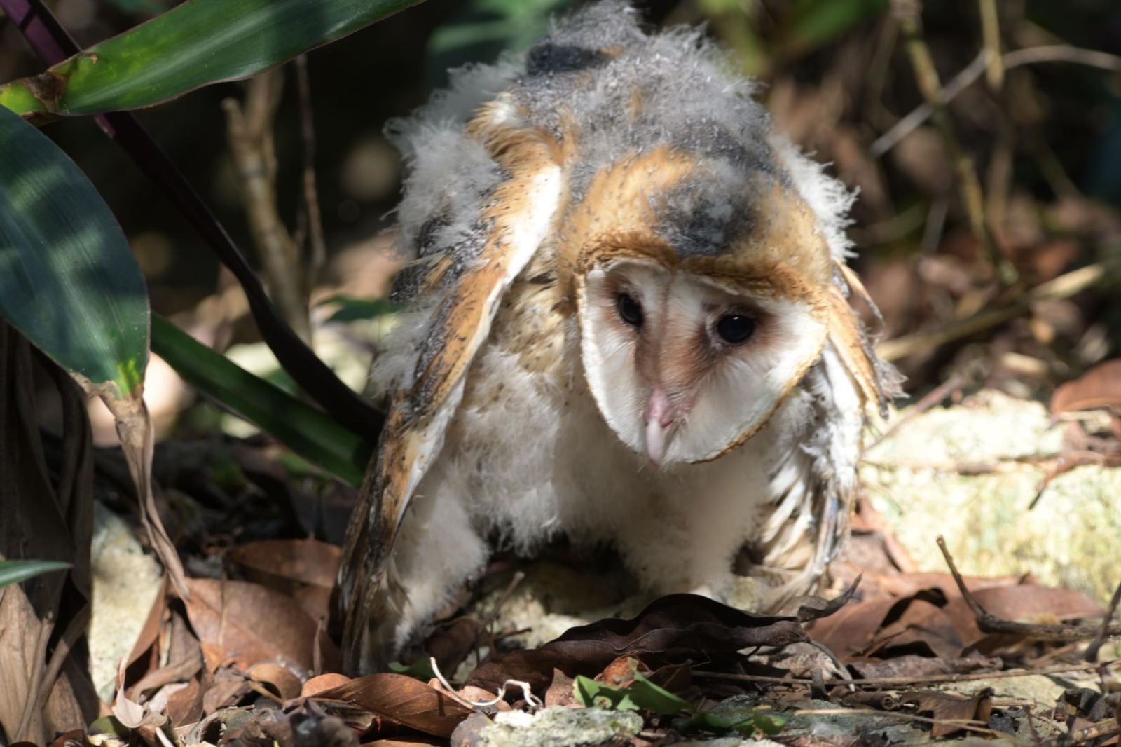 Rescatan y protegen a la de fauna en riesgo en Cozumel