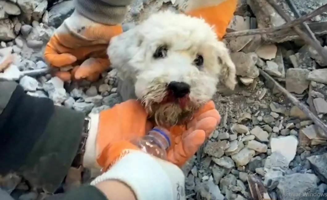 Perrito es rescatado entre los escombros con vida en Turquía