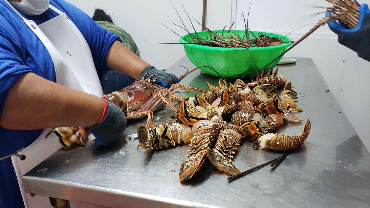 Pescadores qudan lejos de la meta de langosta en Cozumel