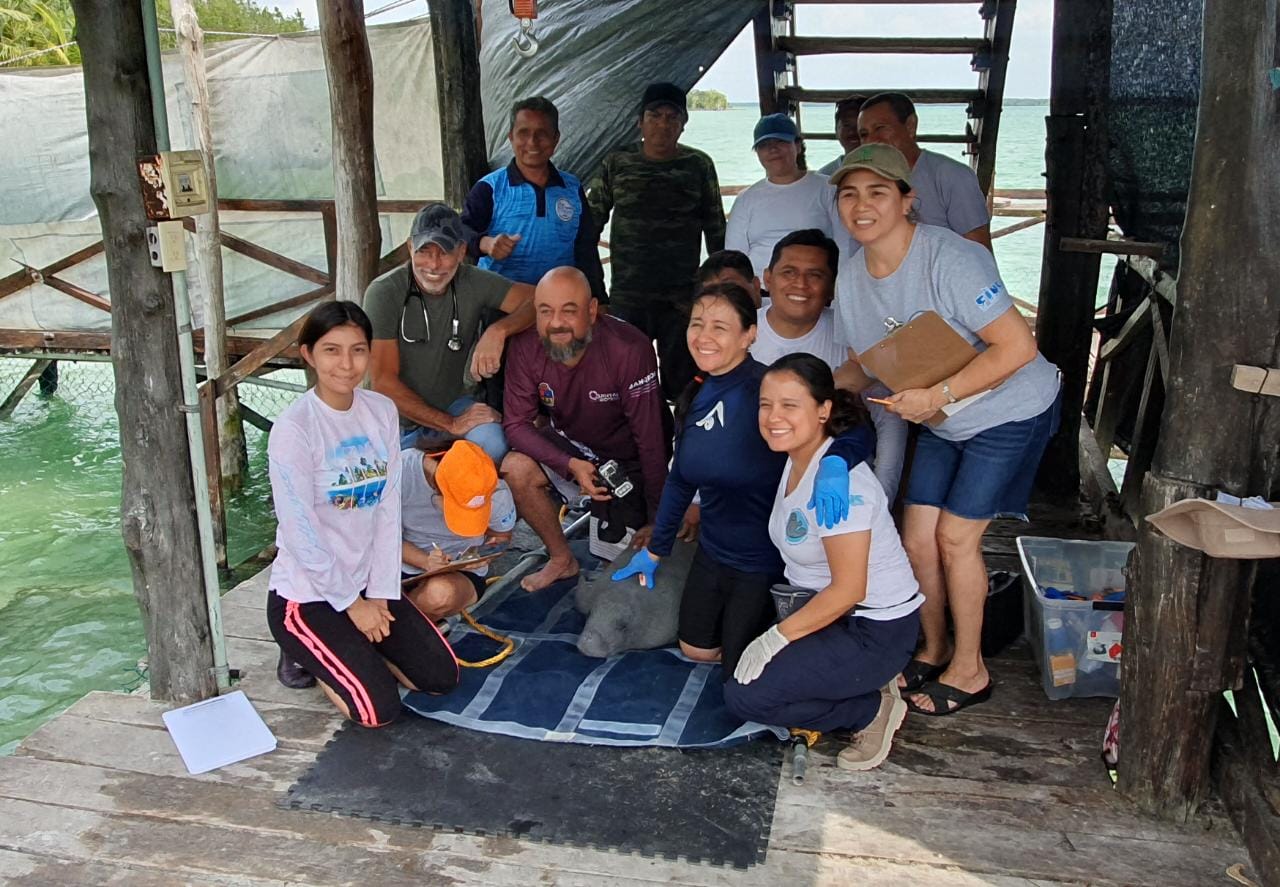Colaboran en proceso de rehabilitación del manatí “Pompeyo”