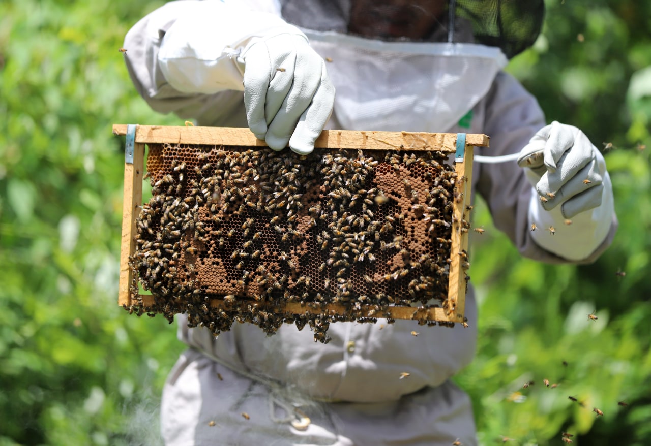 Leona Vicario logra importantes avances en la apicultura