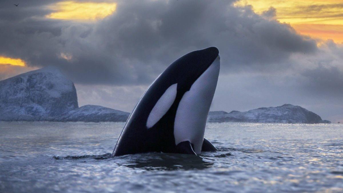 Dúo de orcas asesinas causan matanza de tiburones