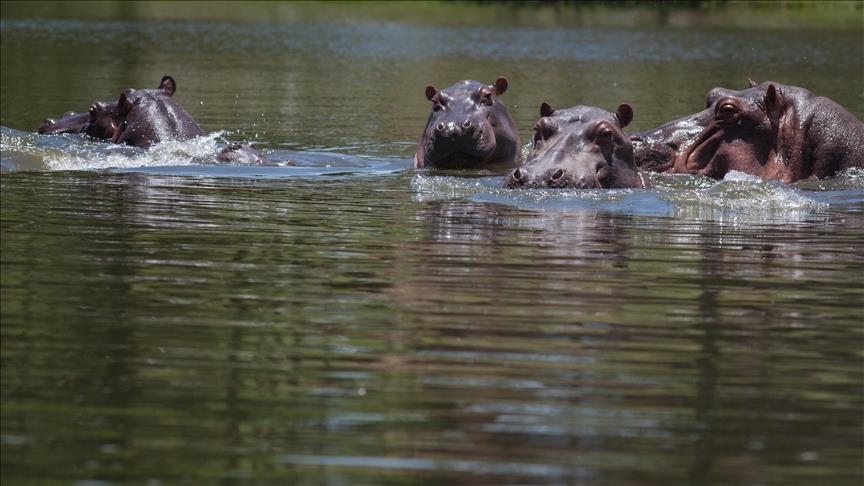 México podría recibir a 10 de los 72 hipopótamos que pertenecían a Pablo Escobar