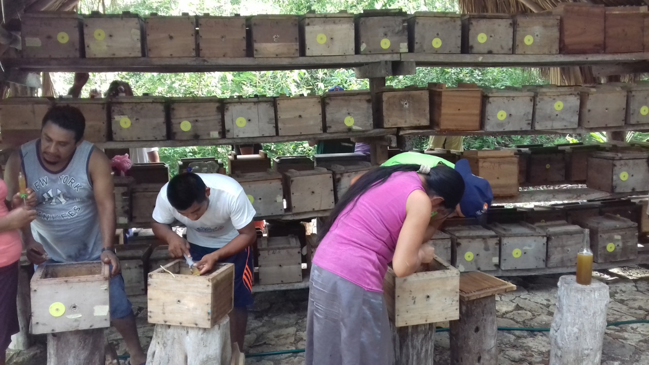 Apicultores optan por no cosechar miel, en vista de bajos precios