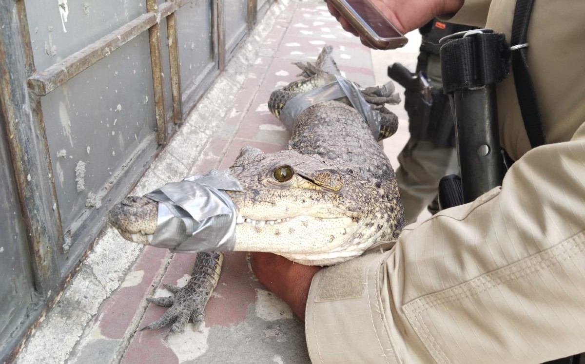 Capturan a cocodrilo que deambulaba en las calles de Guadalajara