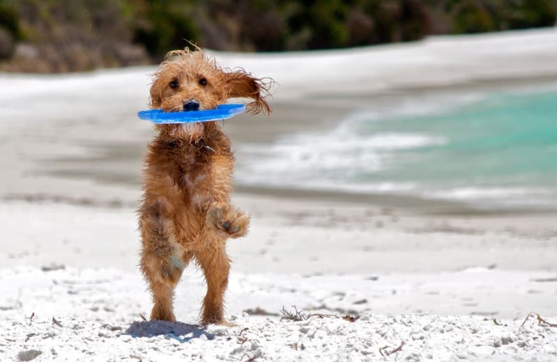 Alistan multas para quienes no registren a sus mascotas en Cancún