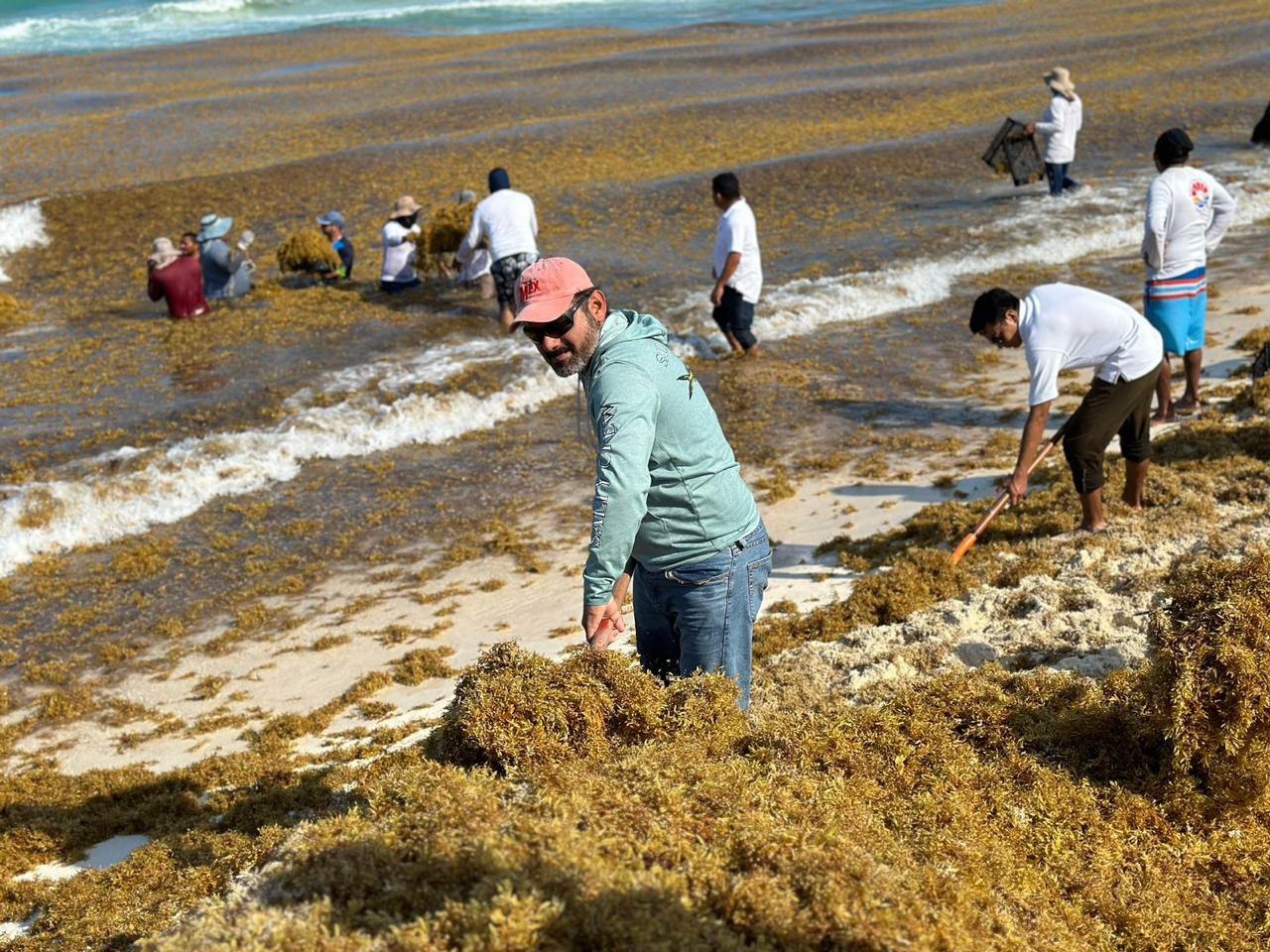 Intensifican recolección de sargazo ante recale masivo en “Playa Delfines”