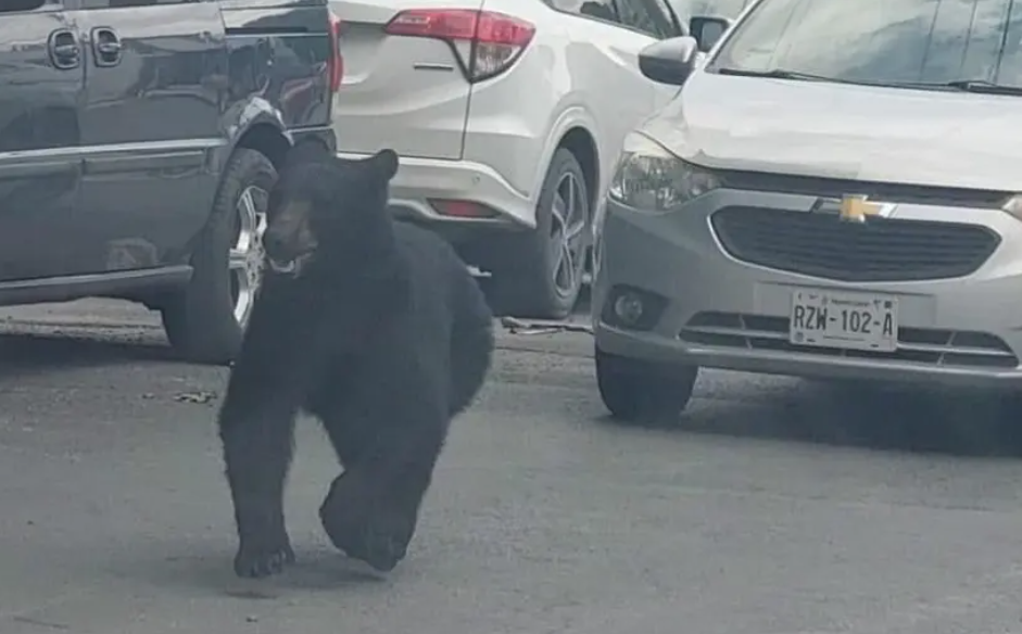 Resguardan a oso negro que paseaba en las calles de Monterrey