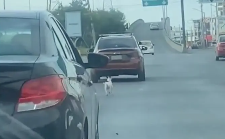 Perrito pide que no lo abandonen en la calle