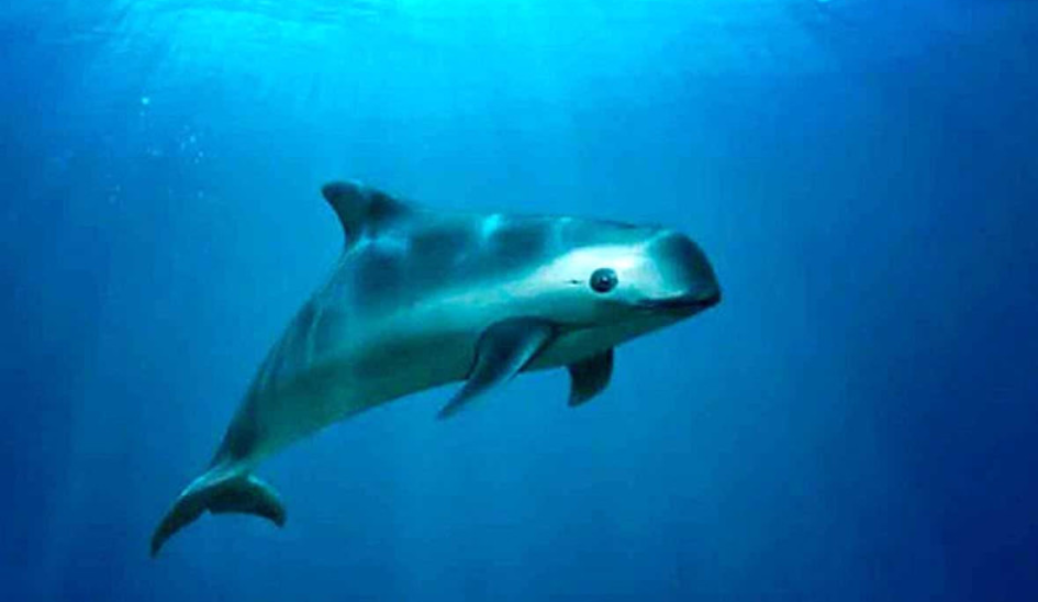 Zarpa nuevo crucero de investigación para estimar población de vaquita marina