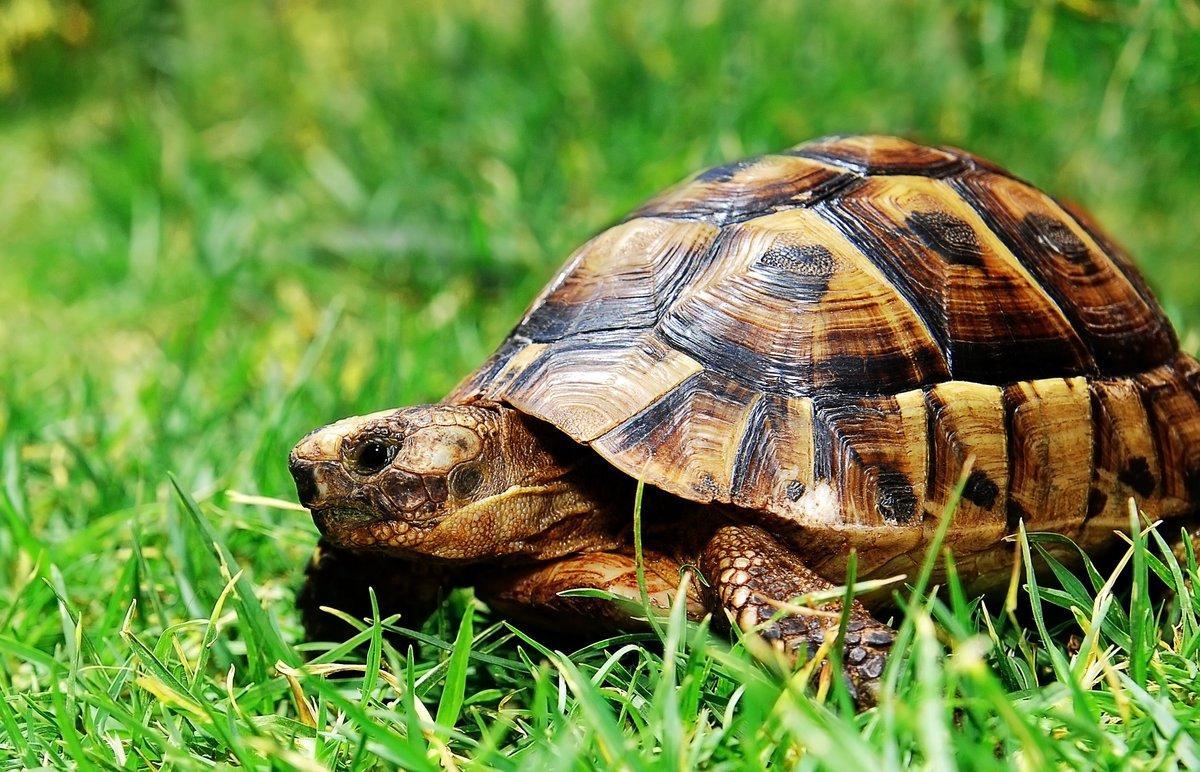 Las tortugas no podrían vivir sin su caparazón