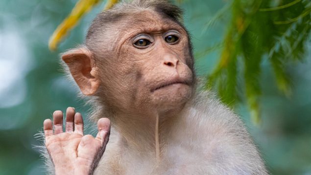 EU tiene escasez de monos para investigación médica