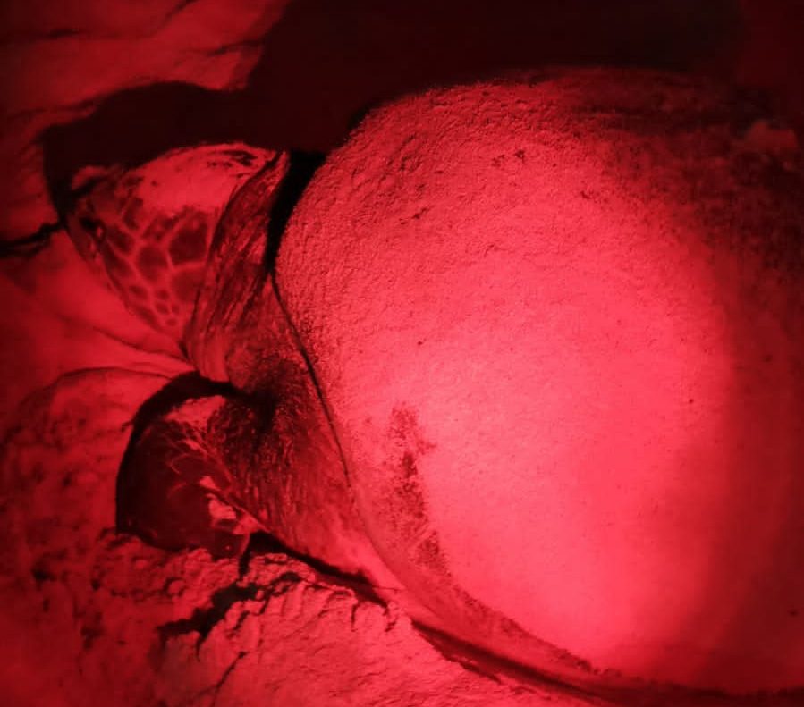 Arriba la primera tortuga de la temporada a las costas de Isla Mujeres