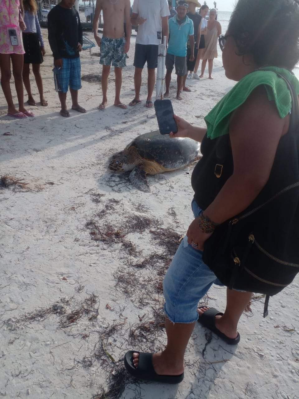 Llega la primera tortuga a Holbox por temporada de desove