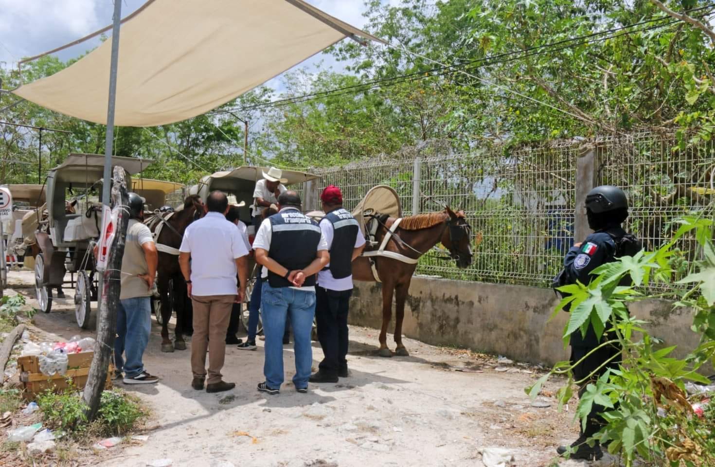 Retiran calesas de la vía pública en Cozumel