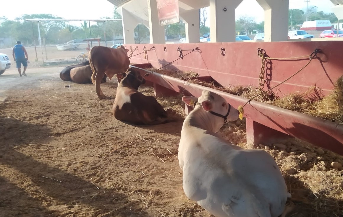 Mueren cabezas de ganado por tiempo seco en Lázaro Cárdenas