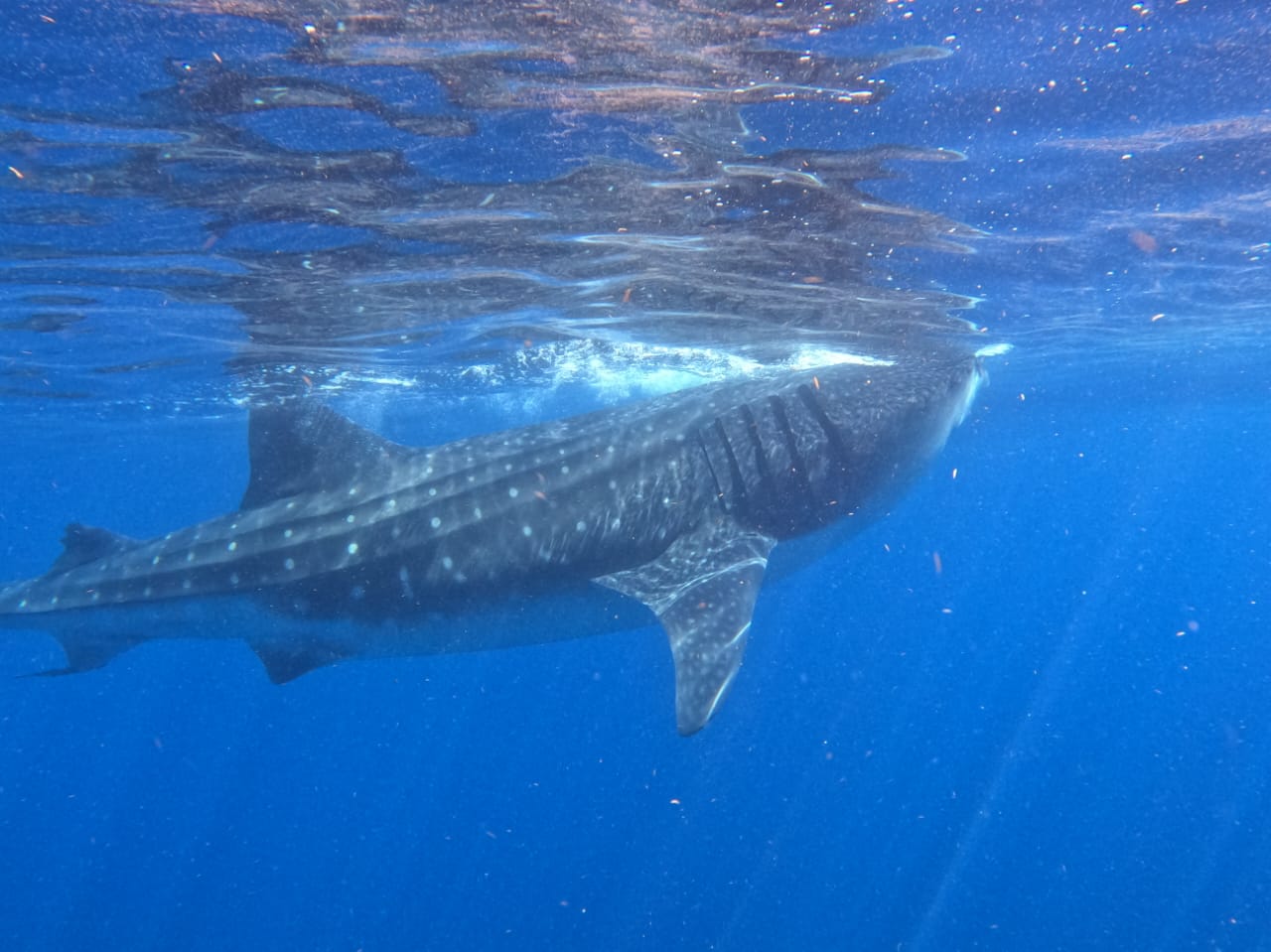 Llegada del tiburón ballena trae prosperidad a Holbox