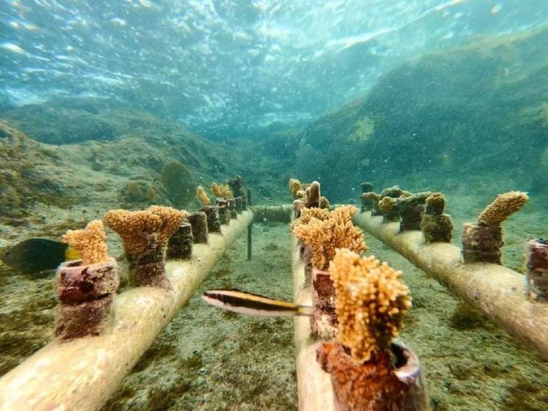 Aumenta siembra de coral en Parque Natural Chankanaab de Cozumel