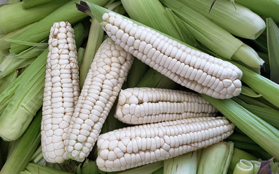 Imponen impuesto del 50% a la importación de maíz blanco