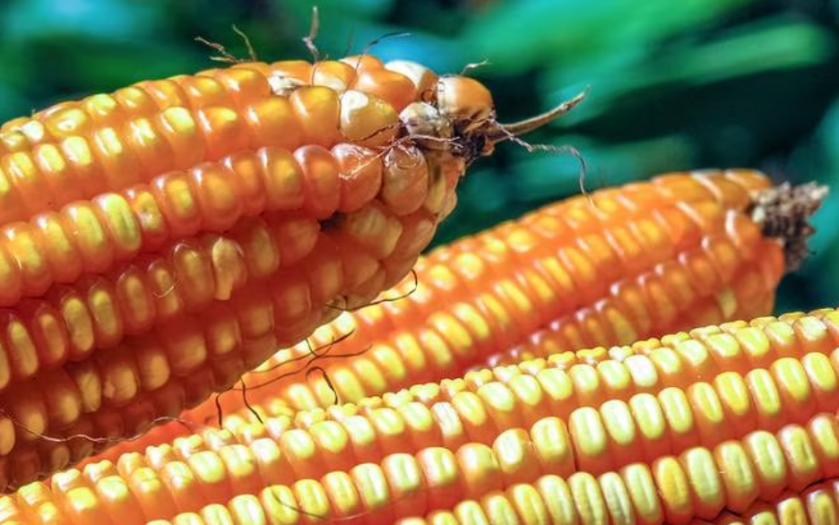 ‘Guerra’ por maíz transgénico es oficial