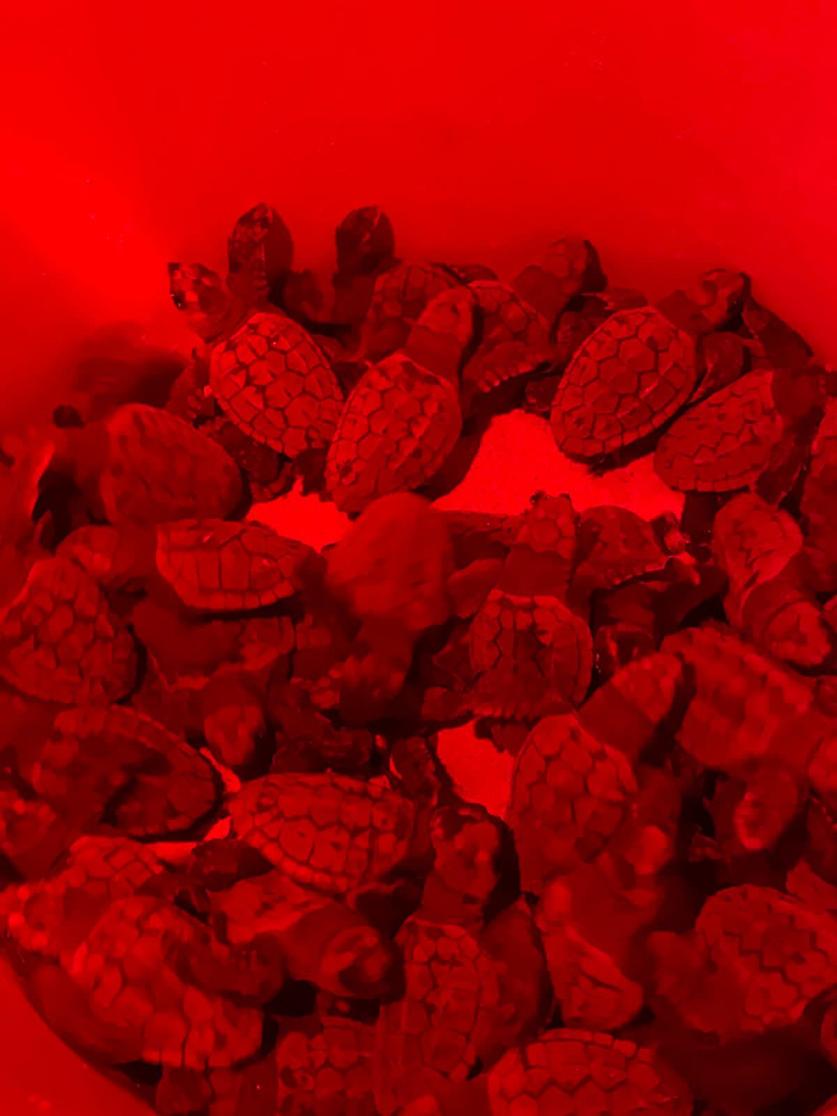 Se registra la primera eclosión de tortugas marinas de la temporada en Isla Mujeres