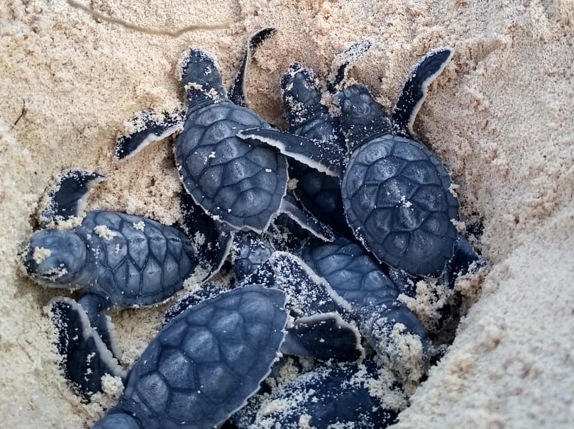 Registran el nacimiento de las primeras 570 tortugas de la temporada en Cozumel