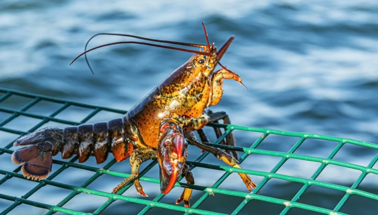 Prevén pescadores de Cozumel caída de un 40% en el precio de langosta