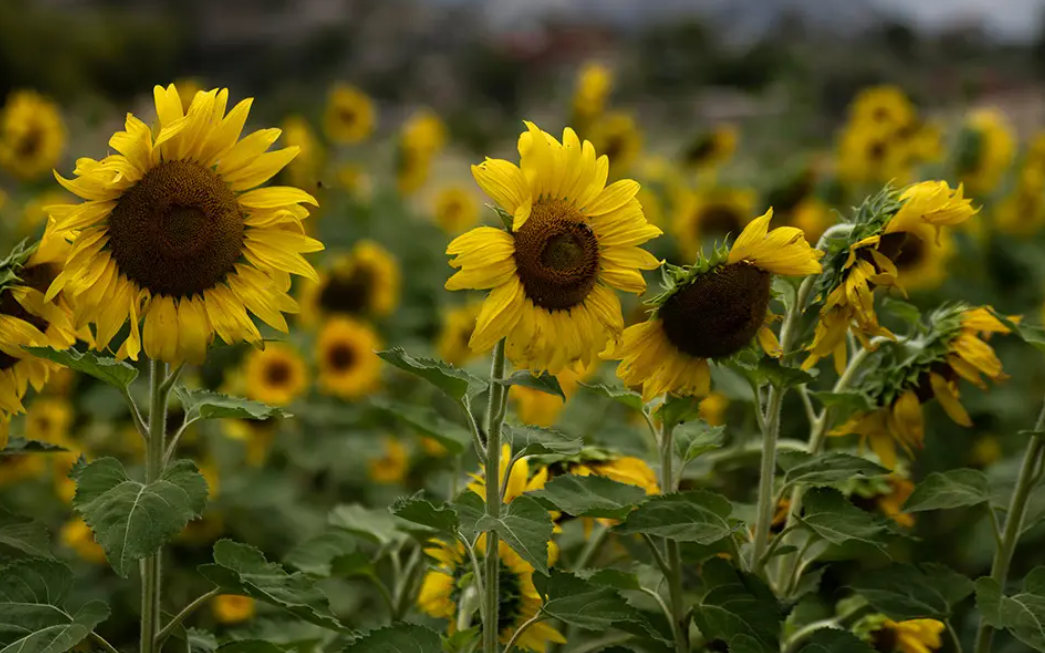 Campo de girasoles impulsa el turismo sustentable