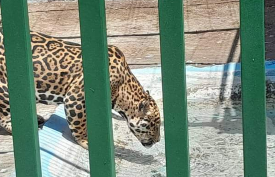 Aseguran animales exóticos en un rancho de Nuevo León