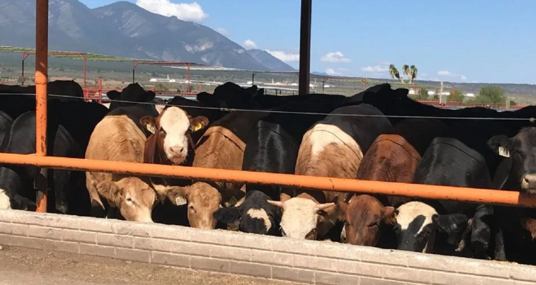 Nuevo León dejará de exportar bovinos hacia EU por deficiencias sanitarias