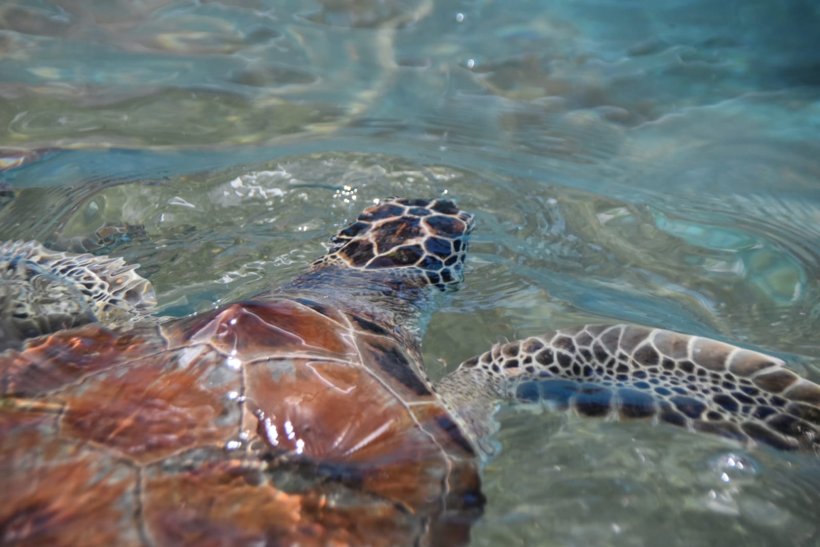 Esperan superar los 60 mil huevos de tortuga resguardados, en Isla Mujeres