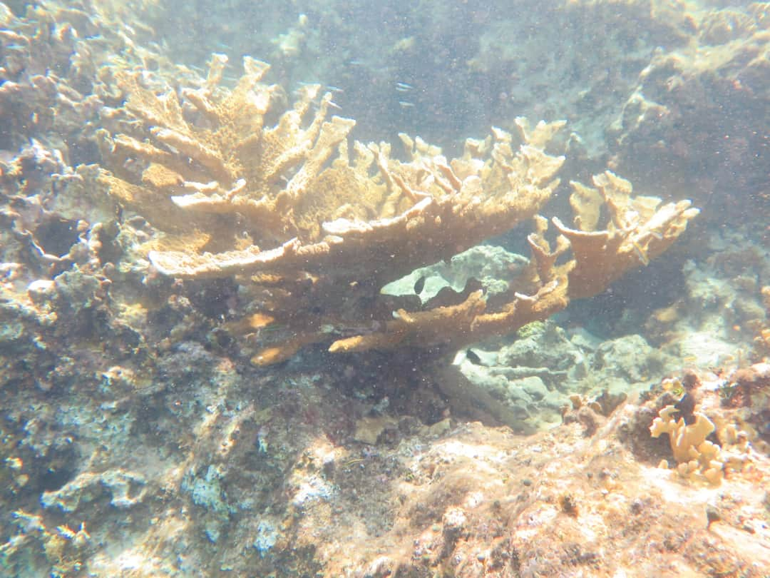 Provocan altas temperaturas blanqueamiento de corales en el Caribe mexicano