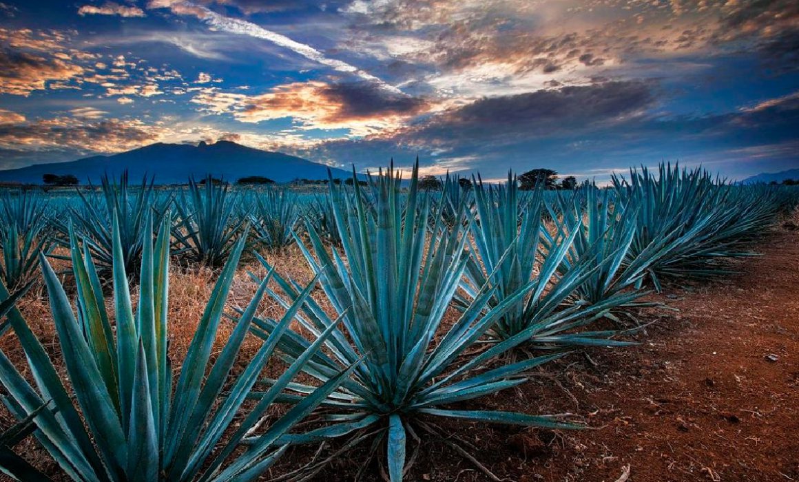 Por segundo año consecutivo, la Ruta del Tequila es Lo mejor de México