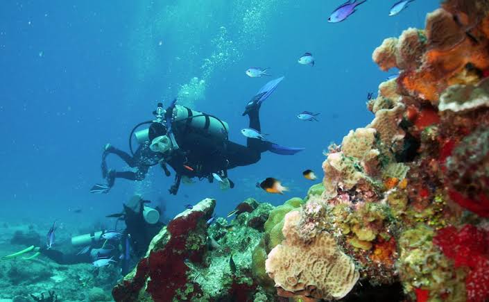 Alertan sobre ‘Síndrome blanco’ que afecta a arrecifes de Cozumel, por altas temperaturas y actividades humanas