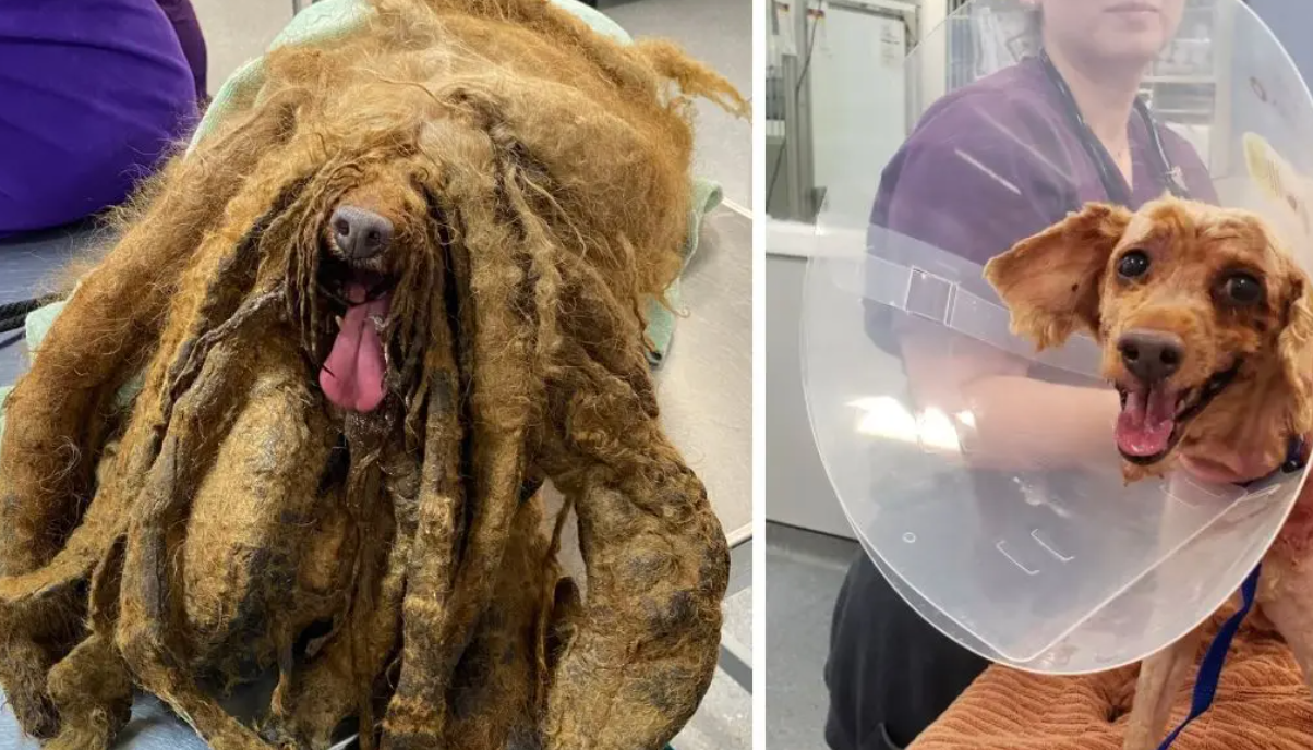 Rescatan a perrito cubierto en más de 3 kilos de pelo