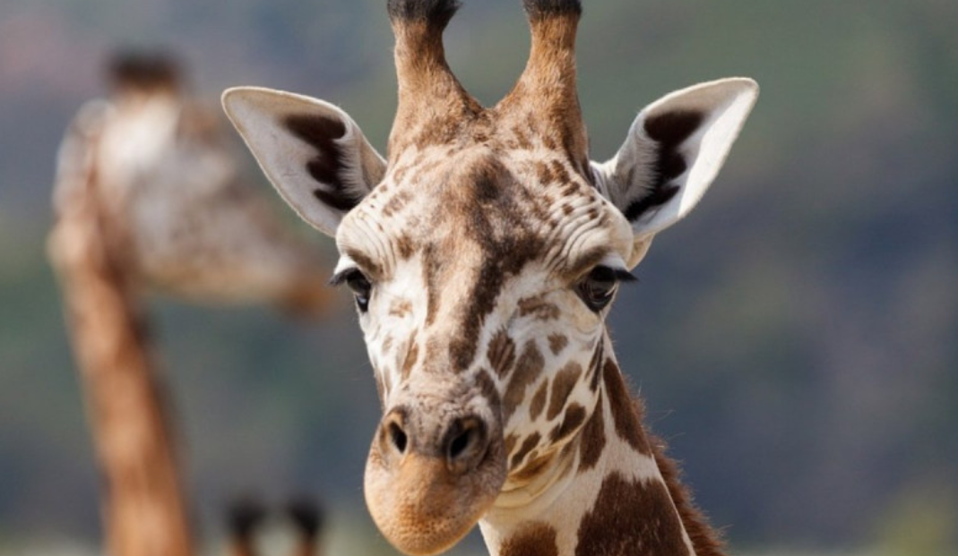 Nace jirafa sin manchas; es la única en el mundo