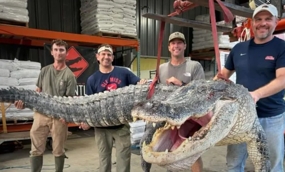 Capturan cocodrilo gigante de casi 400 kilos de peso