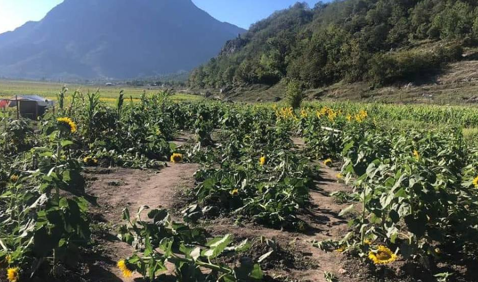 Alcalde de Santiago, Nuevo León, denuncia daños a sembradíos de girasoles