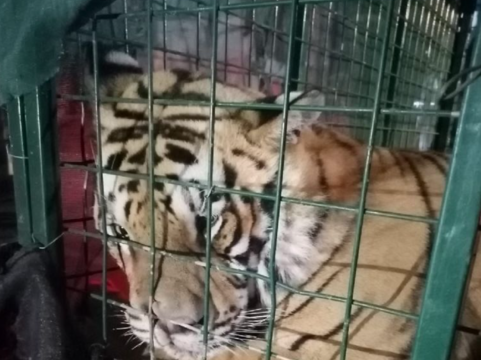 Tigre de bengala se paseaba por calles de Jalisco