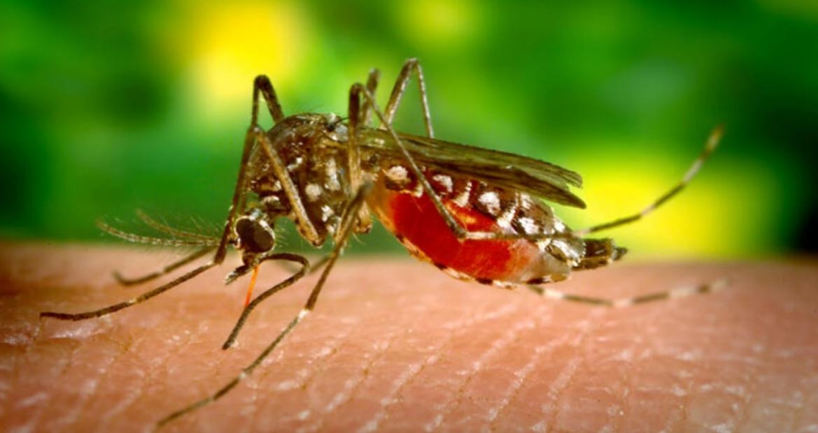Aumentan los casos de dengue en Quintana Roo