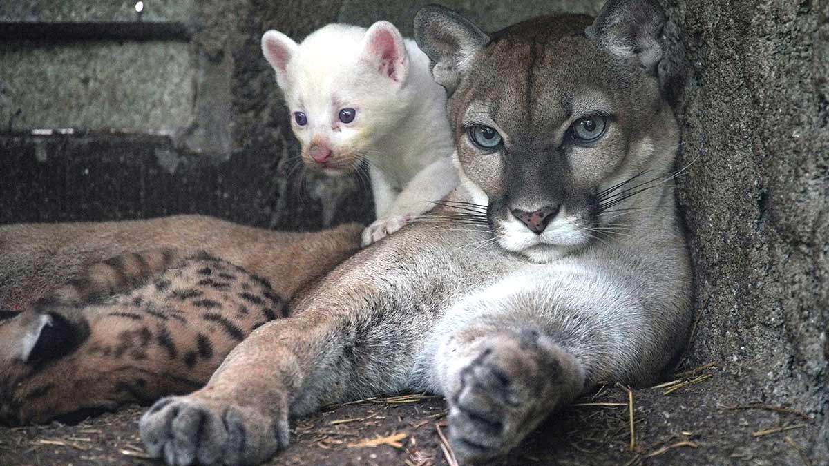 Un puma albino nace en un zoológico de Nicaragua