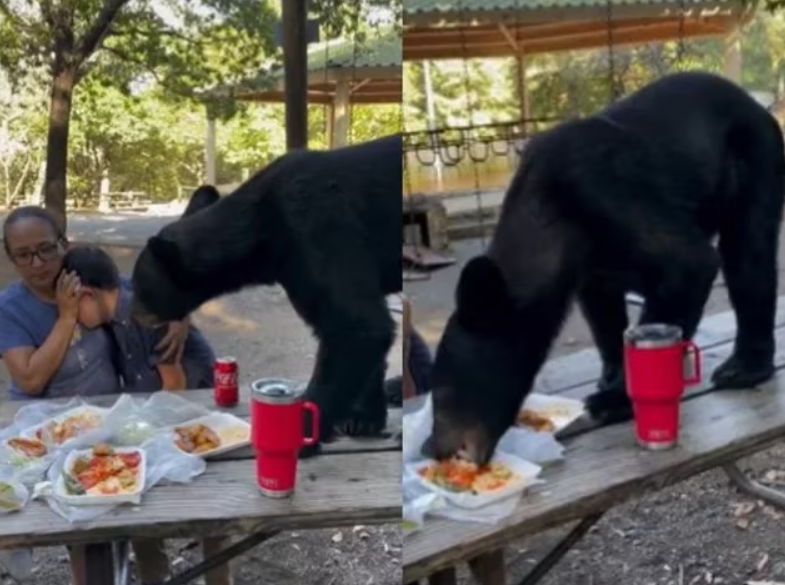 Oso se come las enchiladas de una familia en Nuevo León | VIDEO