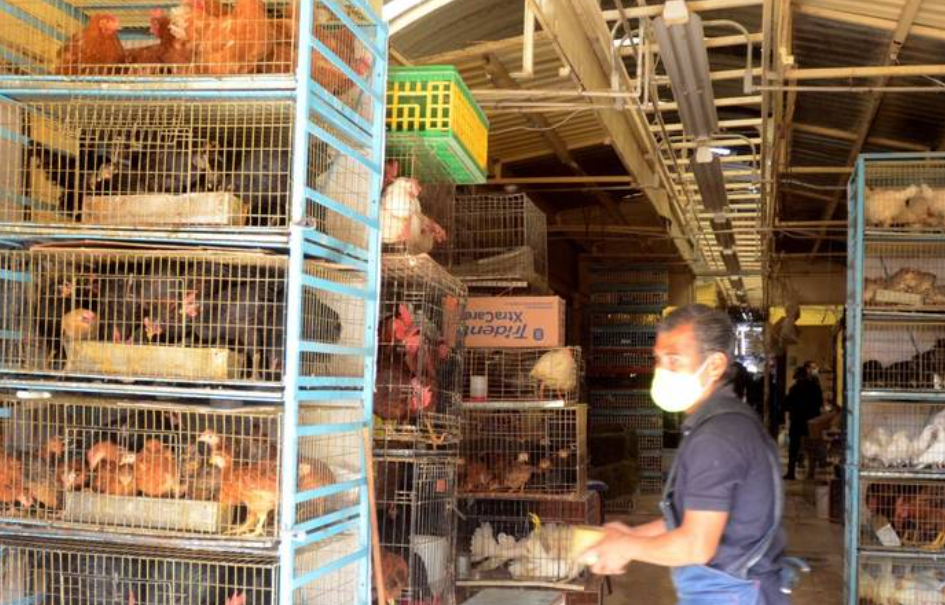 Prohíben venta de animales en mercados de la CDMX