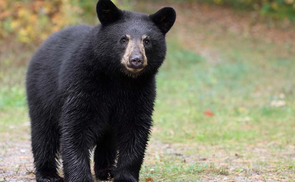 Albañiles se retan para tocar a un oso negro en Nuevo León (VIDEO)