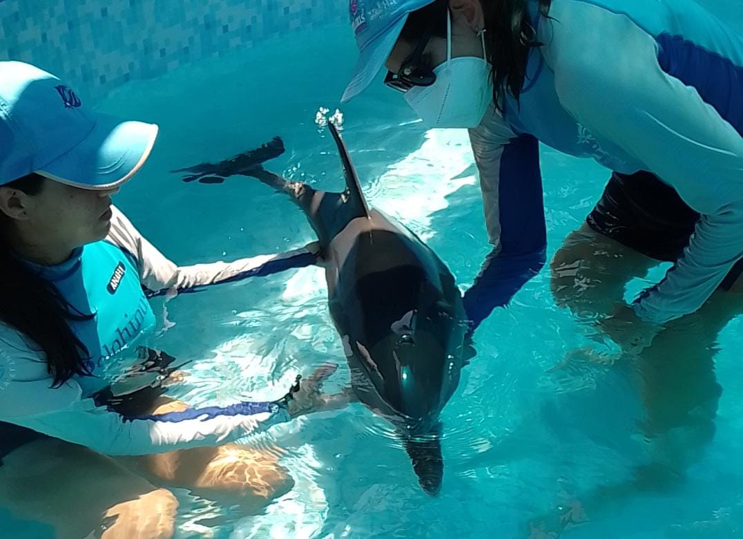 Someterá a voto Congreso local exhorto al Senado para prohibir uso de delfines en espectáculos