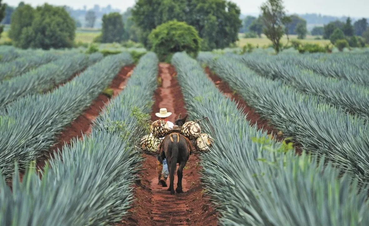 Reportan desaceleración en exportaciones hacia EU de la industria del tequila