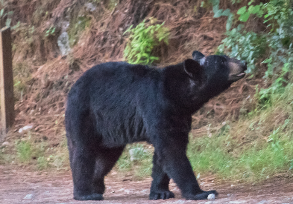 Buscan proteger a osos de comer basura en NL