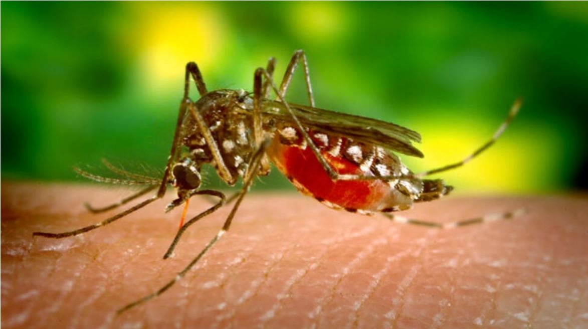 Ocupa Quintana Roo tercer lugar en casos de dengue a nivel nacional
