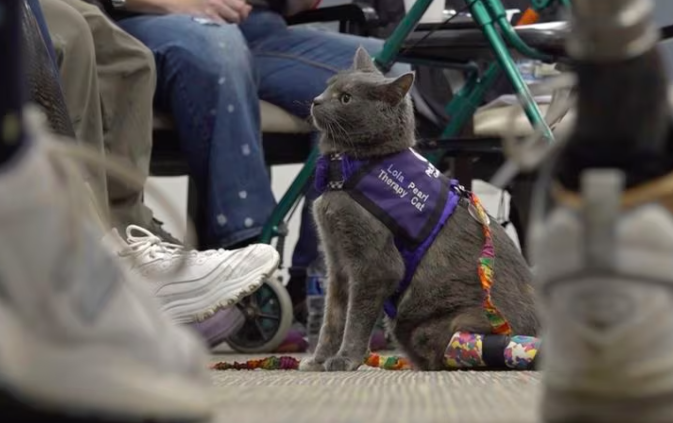 Los gatos de terapia para mejorar el bienestar emocional