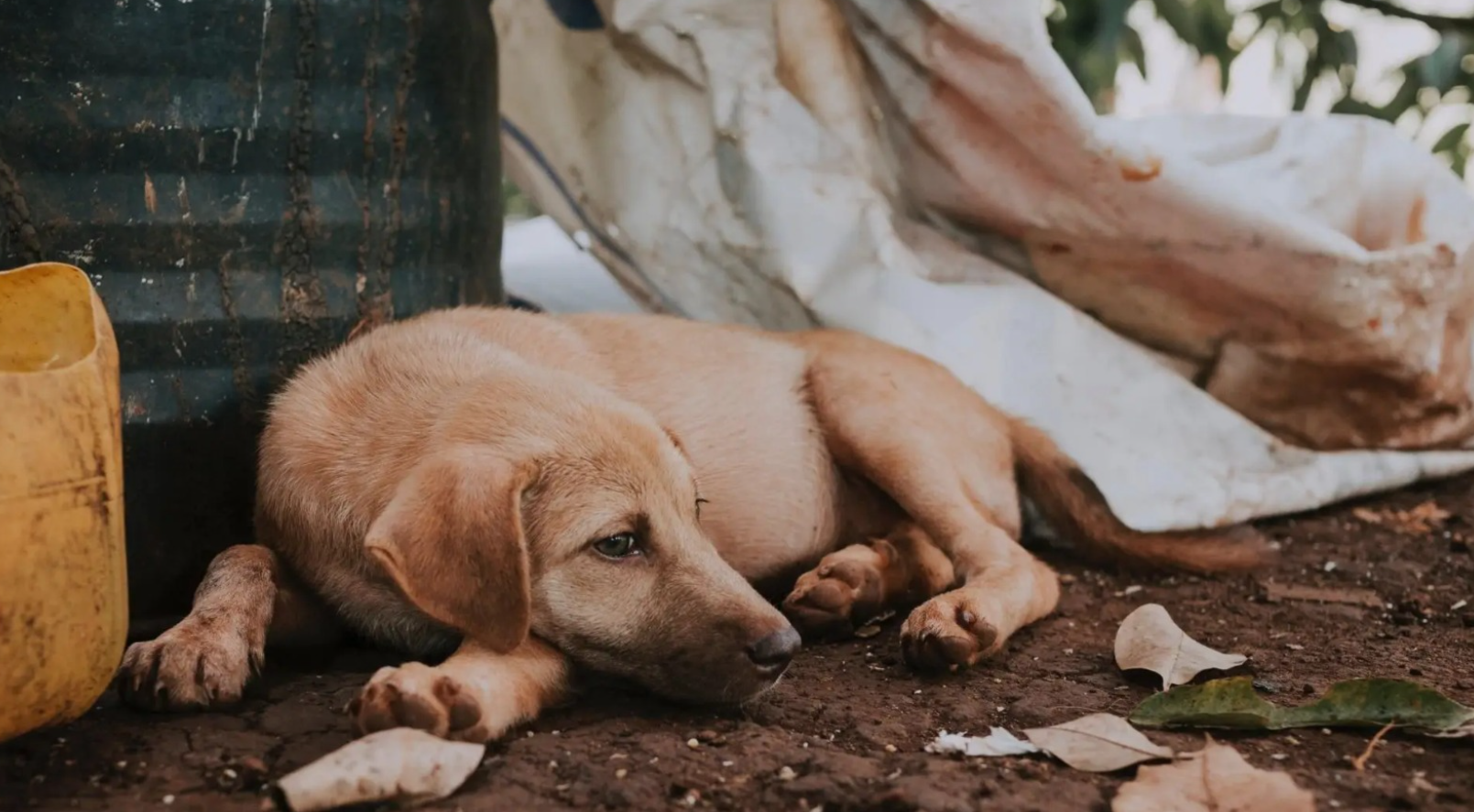 Abandonan a perrito en Tlalpan en plena navidad (VIDEO)